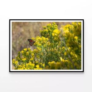Butterfly Resting On a Plant   Print 100% Australian Made 90x60cm  (Poster)