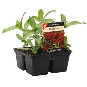 4 Cell Zinnia Red - Zinnia hybrid - Perfect 4 Pots Range
