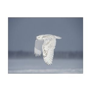 Artey | Owl in Flight IV - Stretched Canvas - Stretched Canvas - 120 x 160cm