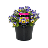 180mm Viola Sunrise Surprise - Viola cornuta
