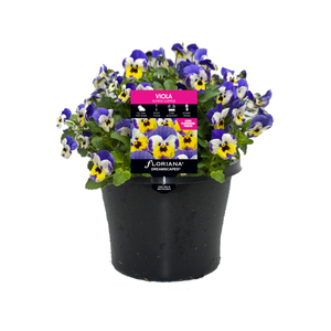 180mm Viola Sunrise Surprise - Viola cornuta
