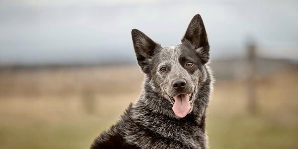 Picture of dog with its tongue out with a field in view