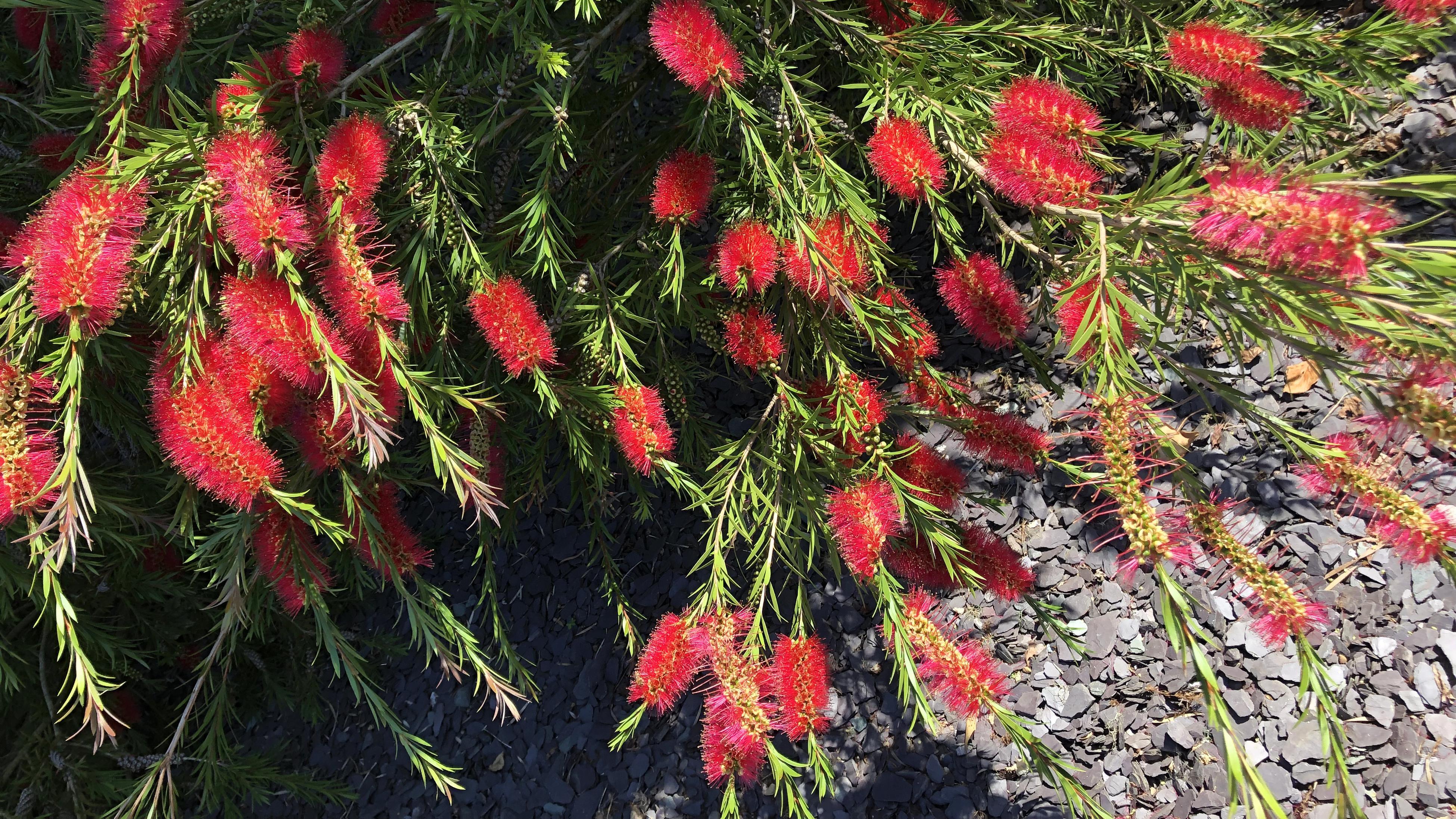How To Grow And Care For Bottlebrush - Bunnings New Zealand