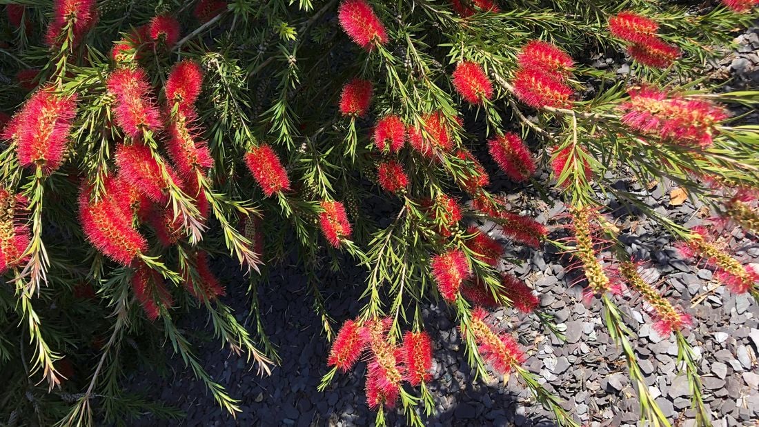 Wide shot of a bottlebrush