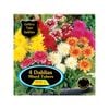 Bulb Dahlia Gallery Mixed - 4 Pack