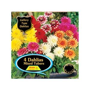 Bulb Dahlia Gallery Mixed - 4 Pack