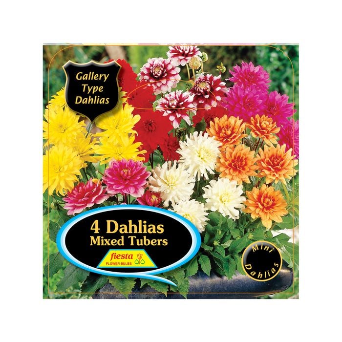 Bulb Dahlia Gallery Mixed - 4 Pack