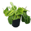 Maranta Lemon Ice - Maranta leuconeura