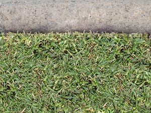 DIY Advice Image - How to trim your lawn edges. G Drive blob storage upload.