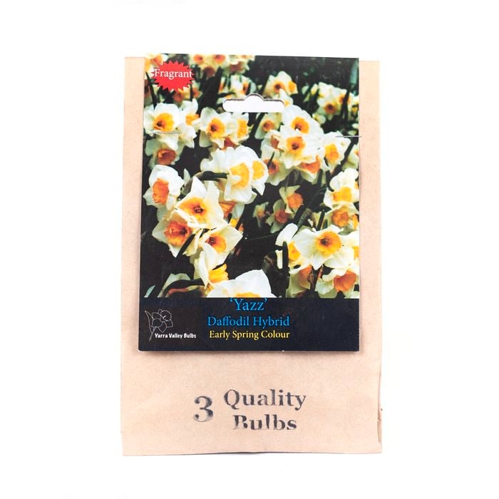 Yarra Valley Bulbs Daffodil Yazz - 3 Pack