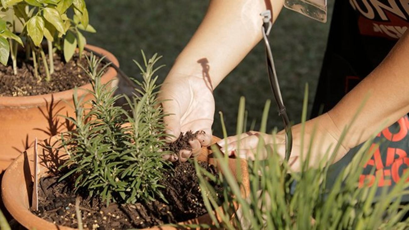 Spreading soil on a rosemary bush in a terracotta pot