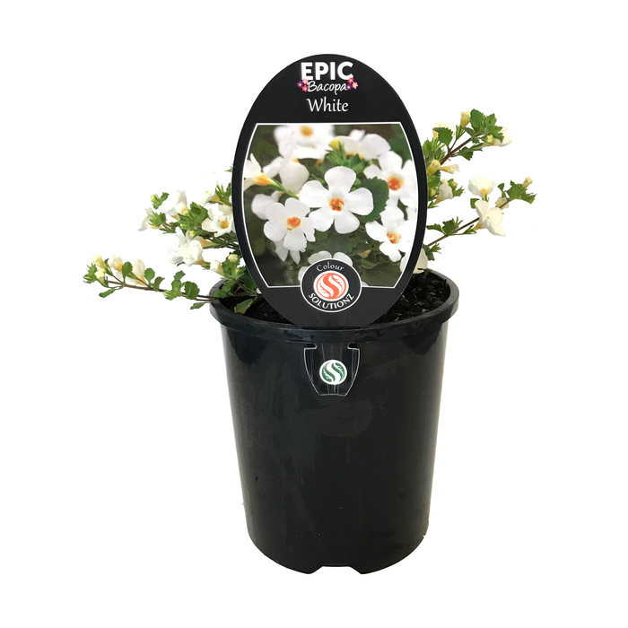 1.5L Epic Bacopa White - Bacopa