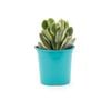 105mm Bright and Easy Crassula Ovata Lemon & Lime - Crassula Ovata Variegata