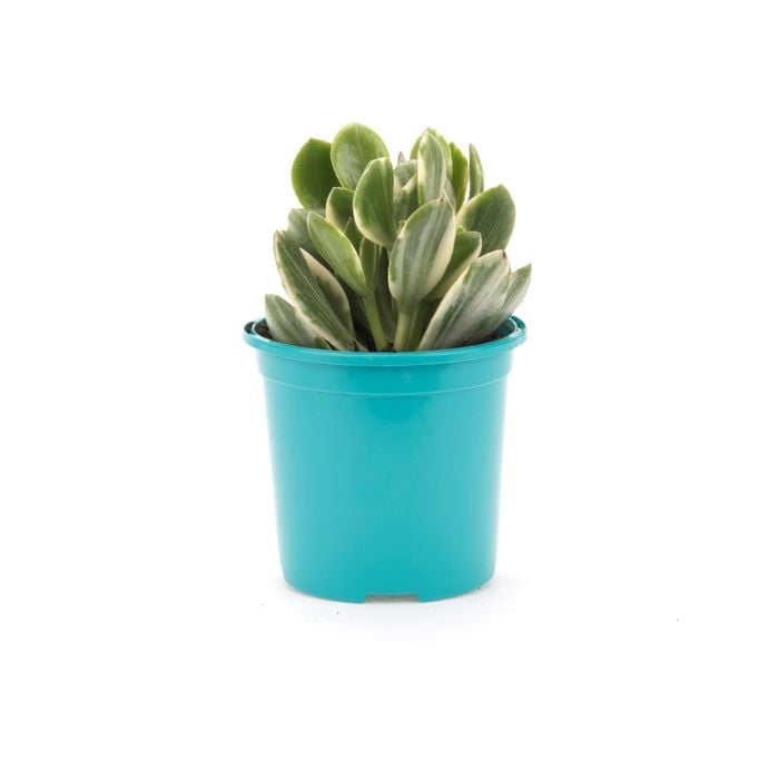 105mm Bright and Easy Crassula Ovata Lemon & Lime - Crassula Ovata Variegata