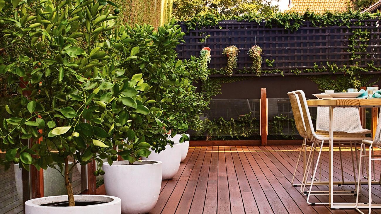 Timber deck with plants in white pots and table setting.