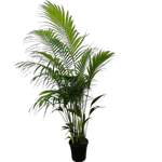 250mm Bangalow Palm - Archontophoenix cunninghamiana