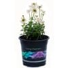 140mm Nemesia Vanilla - Nemesia