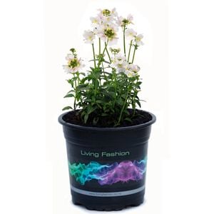 140mm Nemesia Vanilla - Nemesia