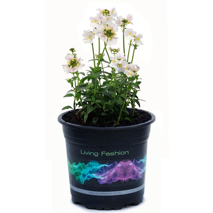 140mm Nemesia Vanilla - Nemesia