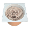 Blooms of Joy 8cm Sand Beige Large Rose