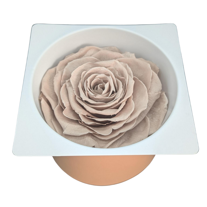 Blooms of Joy 8cm Sand Beige Large Rose