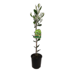 3L Feijoa Mammoth - Feijoa sellowiana Mammoth - Incredible Edibles Range