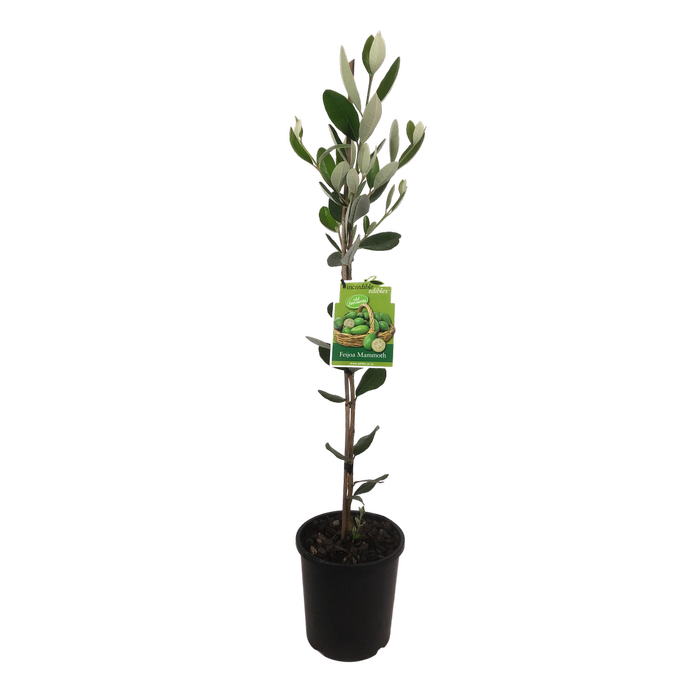 3L Feijoa Mammoth - Feijoa sellowiana Mammoth - Incredible Edibles Range