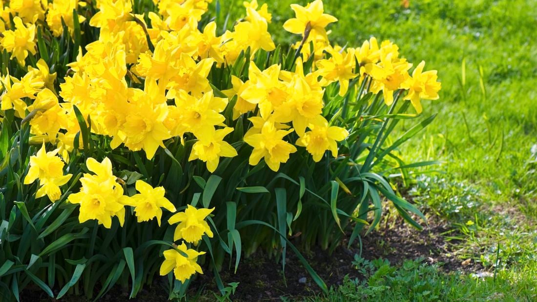 daffodils growing in garden bed