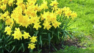 daffodils growing in garden bed