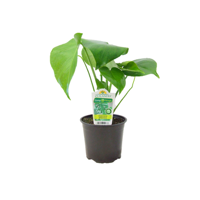12cm Monstera - Monstera deliciosa