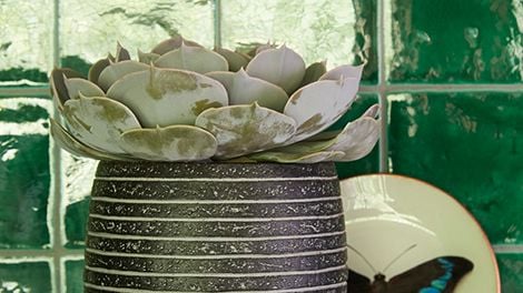 Succulent in a pot