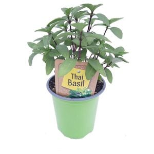  90mm Nudo Herbs Thai Basil - Ocimum basilicum Thyrsiflora 