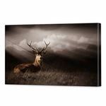 Stag In The Sunlight | 90 x 60cm Stretched Canvas Print