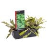 Rocket Punnet - Eruca sativa