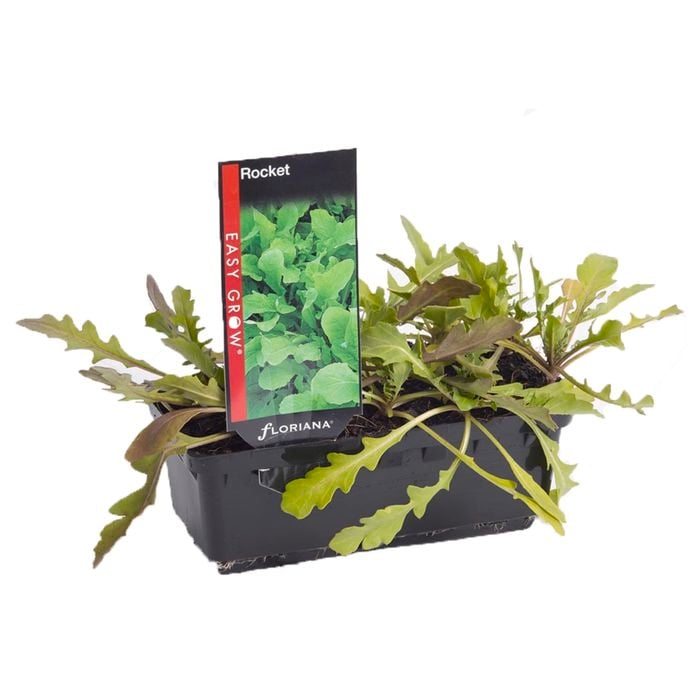 Rocket Punnet - Eruca sativa