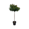 30L Liquidambar Gumball - Liquidambar styraciflua