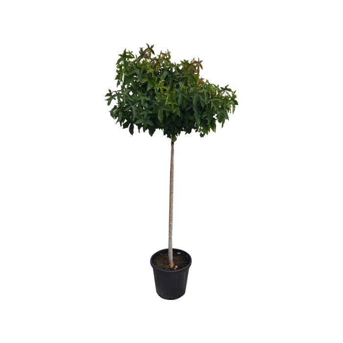 30L Liquidambar Gumball - Liquidambar styraciflua