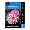 Bloomin Bulbs Dahlia Glenmark Fairway 1 Pack