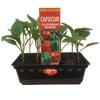 Capsicum Sweet Mix Punnet - Grow Your Own Range