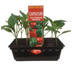 Capsicum Sweet Mix Punnet - Grow Your Own Range