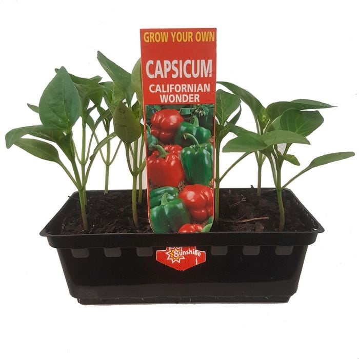 Capsicum Sweet Mix Punnet - Grow Your Own Range