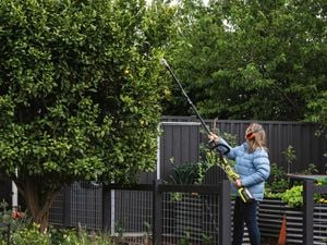 Lady using a pole pruner to trim hedge