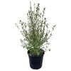 4L Kohuhu - Pittosporum tenuifolium Silver Sheen
