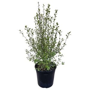 4L Kohuhu - Pittosporum tenuifolium Silver Sheen