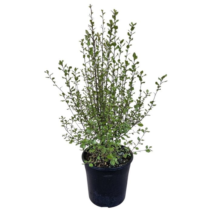 4L Kohuhu - Pittosporum tenuifolium Silver Sheen