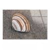 Closeup Of Shell in Sea  Print 100% Australian Made 120 x 90cm  (Acrylic)