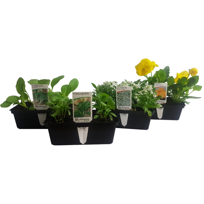 Assorted Seedling Punnet
