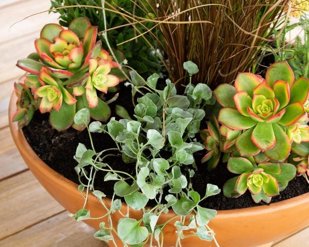 A terracotta bowl planted with contrasting plants