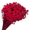 Blooms of Joy 50cm Red Springstar Flowers