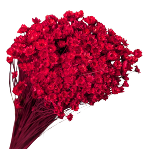 Blooms of Joy 50cm Red Springstar Flowers